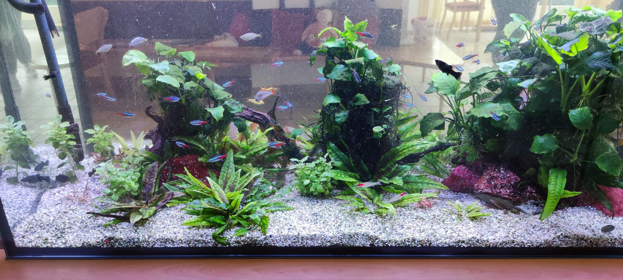 Aquarium grüne Pflanzen