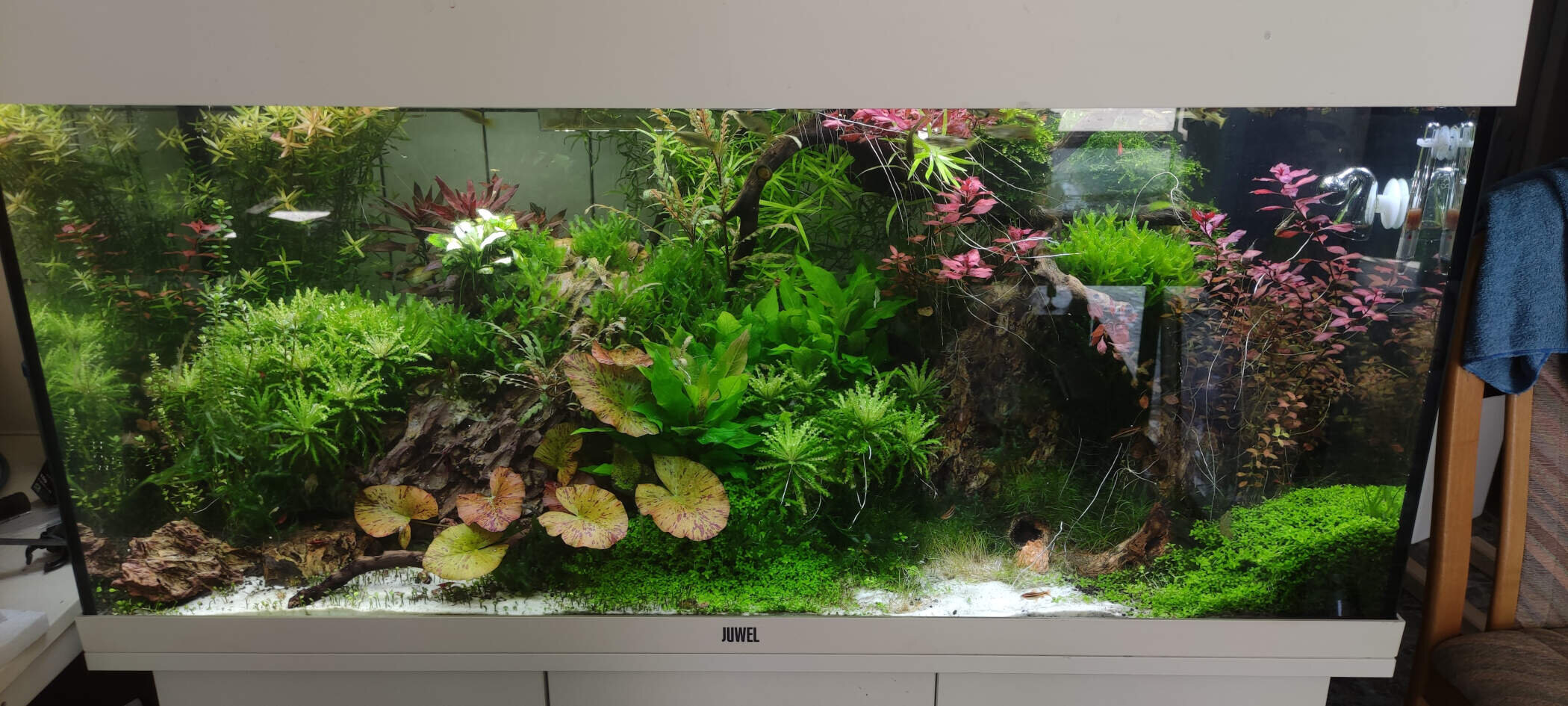 Aquarium mit grünen Pflanzen