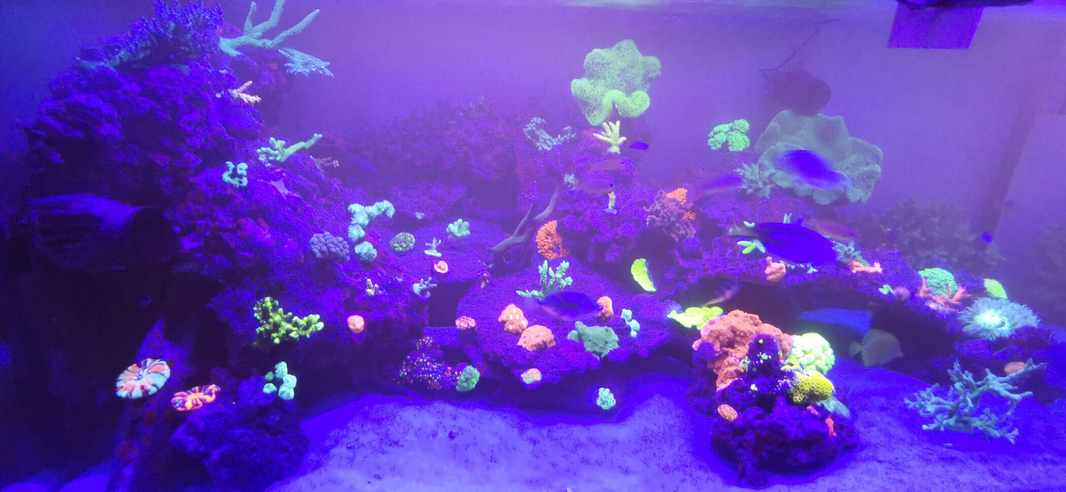 Aquarium lila beleuchtet