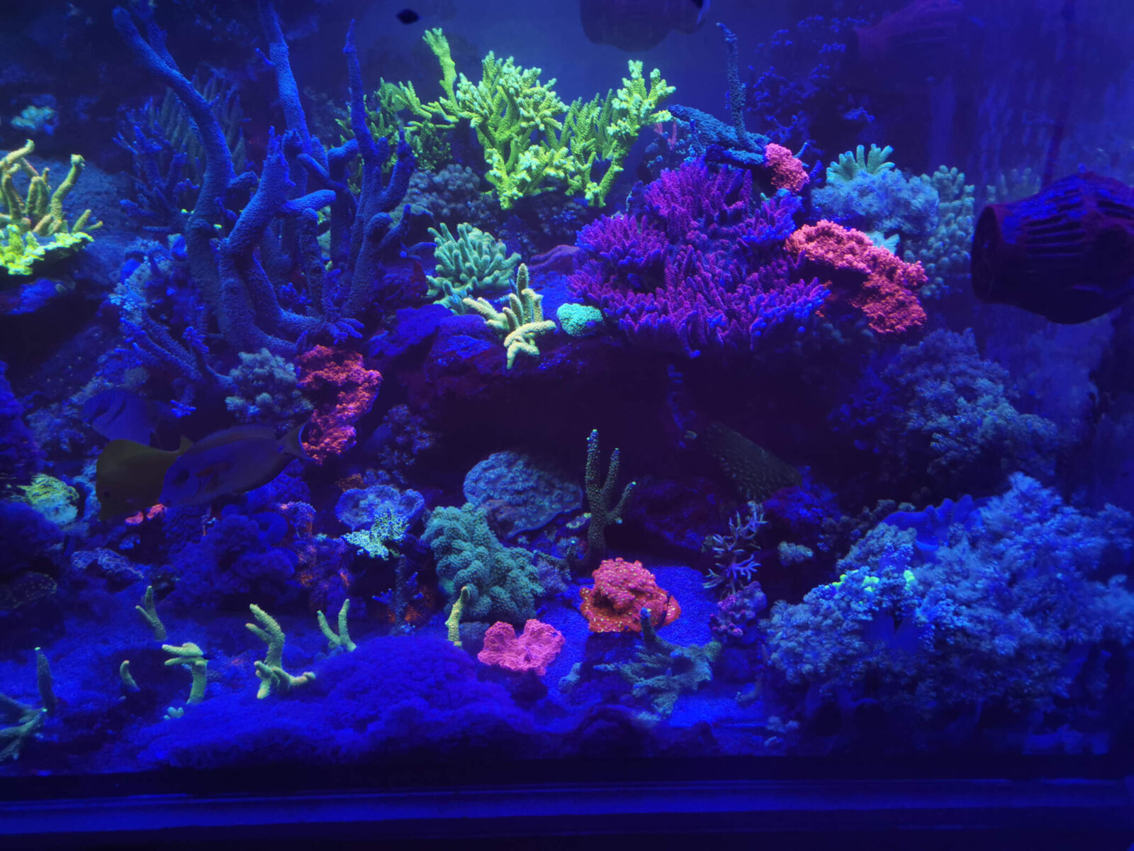Aquarium blau beleuchtet